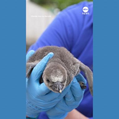 VIDEO: Vulnerable penguin chicks hatch at zoo in England