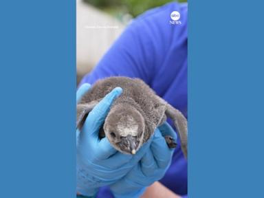 WATCH:  Vulnerable penguin chicks hatch at zoo in England