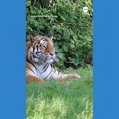 VIDEO: Endangered Amur tigers meet for 1st time at safari park