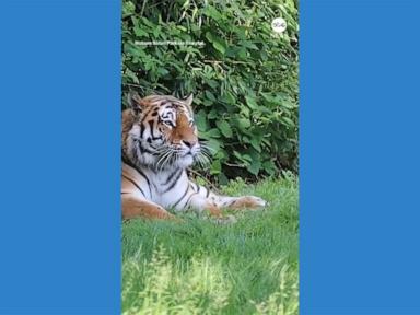 WATCH: Endangered Amur tigers meet for 1st time at safari park