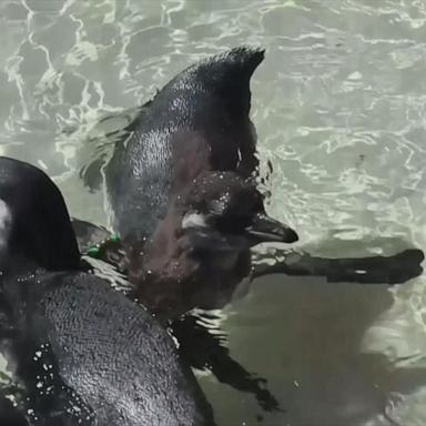 VIDEO: Penguin chicks have 1st swimming lesson at London zoo