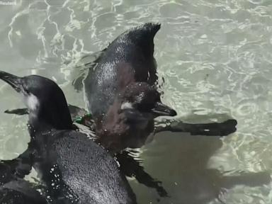 WATCH:  Penguin chicks have 1st swimming lesson at London zoo