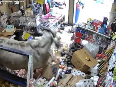 WATCH:  Surveillance footage captures cows completely trashing store in Colombia