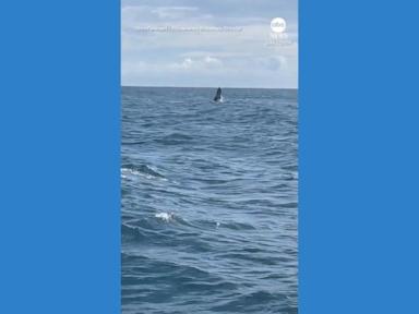 WATCH:  Schoolchildren scream with delight as whale breaches in English Channel