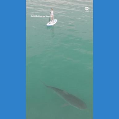 VIDEO: Tiger shark swims within meters of paddleboarder