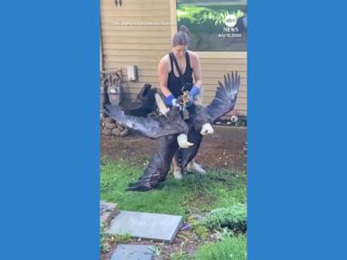 WATCH:  Bald eagles pried apart after getting tied up during tussle in Canada