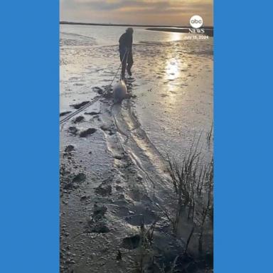 VIDEO: Man rescues stranded dolphins on Argentina beach