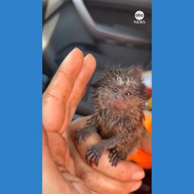 VIDEO: Brazilian firefighters rescue baby marmoset from forest fire