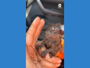 WATCH:  Brazilian firefighters rescue baby marmoset from forest fire