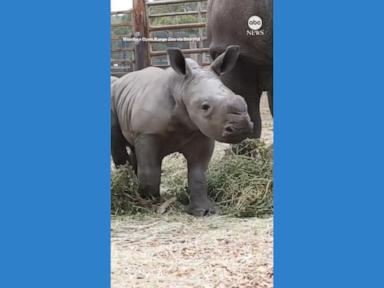 WATCH:  Rhino calf brings joy to Australian zoo