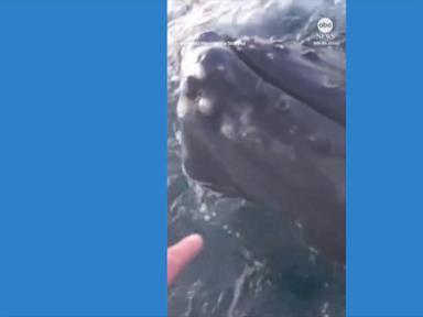 WATCH:  Curious humpback whale circles boaters in Norway