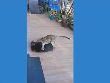 WATCH:  Dog attacked by leopard in India