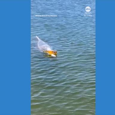 VIDEO: Dolphin balances beer bottle on its beak