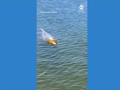 WATCH:  Dolphin balances beer bottle on its beak