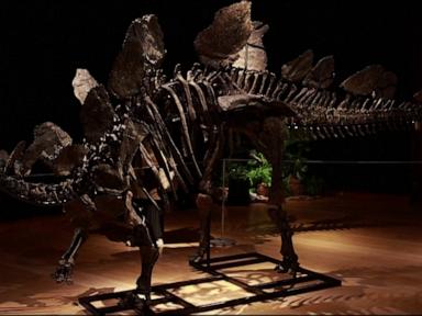 WATCH:  Jurassic dinosaur skeletons expected to sell for millions at auction