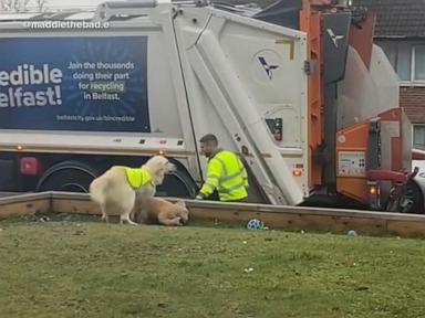 WATCH:  Dog goes viral over her love for garbage men