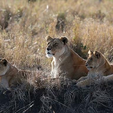 Young boy survives 5 days in 'lion-infested' game park in Zimbabwe: Officials