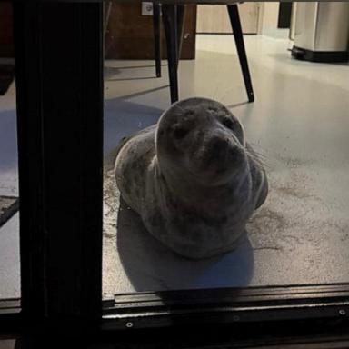 The seal became "quite grumpy due to his disturbed beauty sleep."