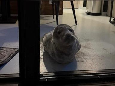 WATCH:  Hotel guest returns to room and finds seal taking a nap inside