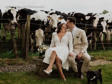 WATCH:  Cow herd makes its moo-ve into wedding party