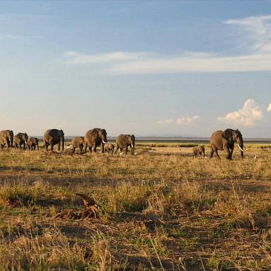 VIDEO: Humans and elephants increasingly compete for food and space in parts of Africa