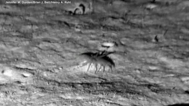 Mysterious marine creature captured on deep-sea camera
