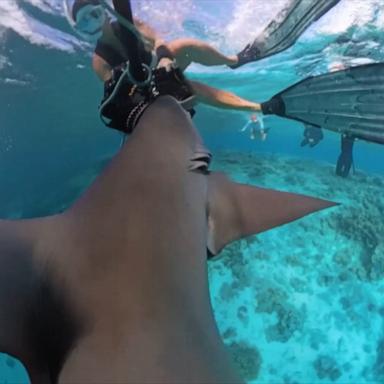 VIDEO: Diver's heart-stopping moment as shark attacks camera