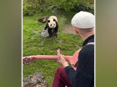 French Musician's Guitar Concerts Captivate Elephants, Tigers, and Pandas