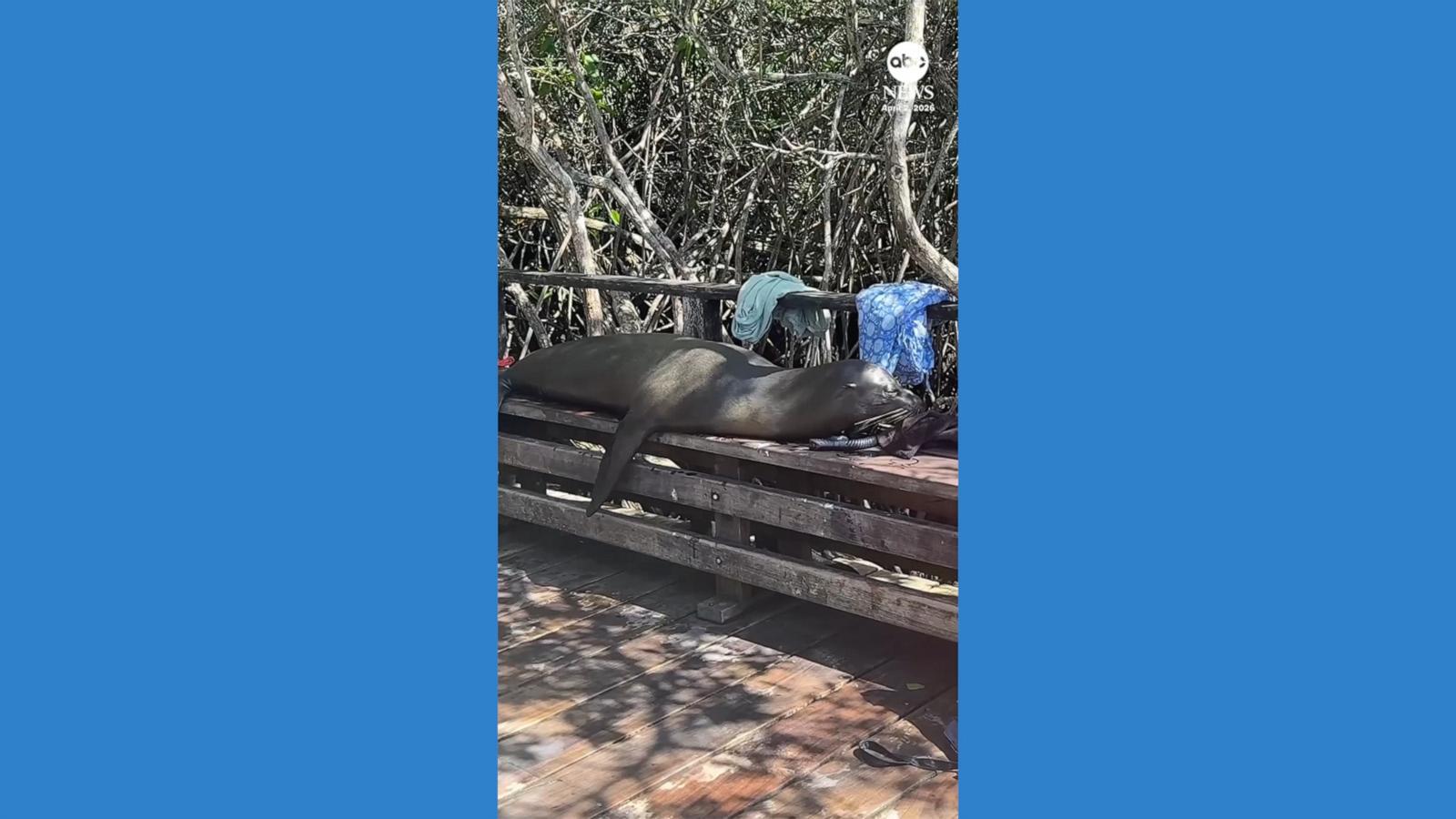 WATCH:  Sea lion borrows tourists’ backpacks for naptime