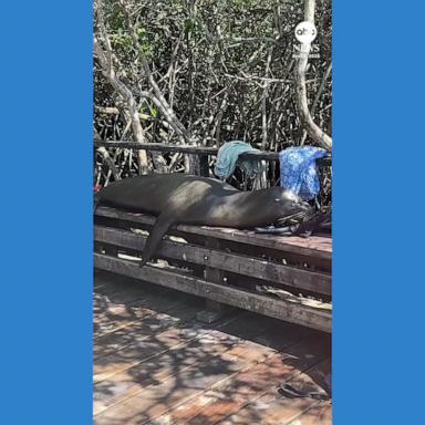 When Marine Predators Treat Our Belongings As Bedding