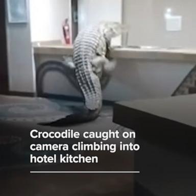 WATCH:  Crocodile caught on camera climbing into hotel kitchen in Zimbabwe