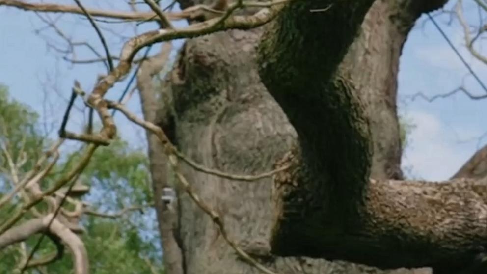 'Robin Hood' oak tree dies in the U.K.