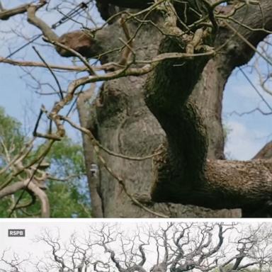 WATCH:  'Robin Hood' oak tree dies in the U.K.