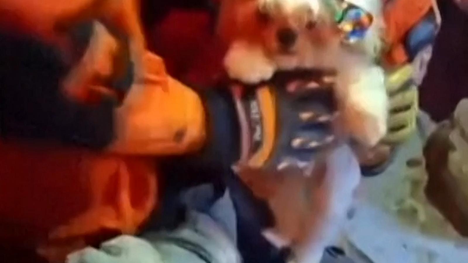 WATCH:  Puppy rescued from rubble in Venezuela