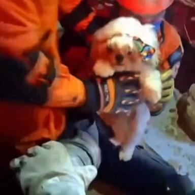 WATCH:  Puppy rescued from rubble in Venezuela