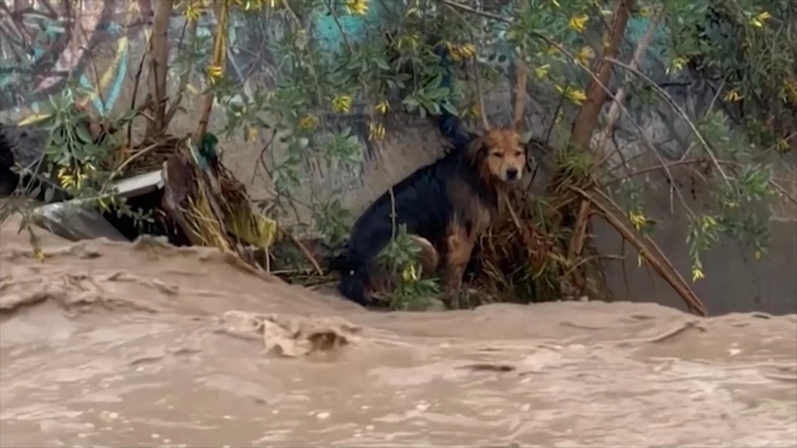 WATCH:  Dog safe after rescue from raging floodwaters