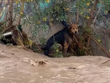 WATCH:  Dog safe after rescue from raging floodwaters