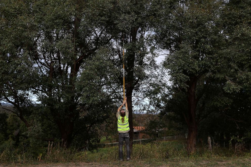 PHOTO: Morgan Philpott, a carer who volunteers with the animal rescue agency, Wildlife Information, Rescue and Education Service, also knows as WIRES, collects leaves to be fed to a koala in rehabilitation, in Kurrajong, Australia, July 17, 2020.