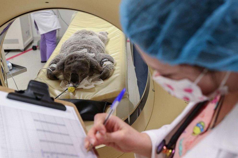 PHOTO: A sick koala rescued on the outskirts of Sydney in an area where urban development is encroaching on koala habitat, is treated as part of a rehabilitation process at Sydney University Veterinary Teaching Hospital in Sydney, July 10, 2020. 
