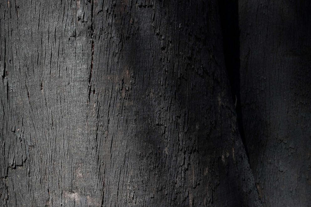 PHOTO: The burnt bark of a tree is seen in a forested area, in a habitat populated by koalas, that was damaged in a bushfire, at Kanangra-Boyd National Park, in the Greater Blue Mountains World Heritage Area, near Jenolan, Australia, Sept. 14, 2020.