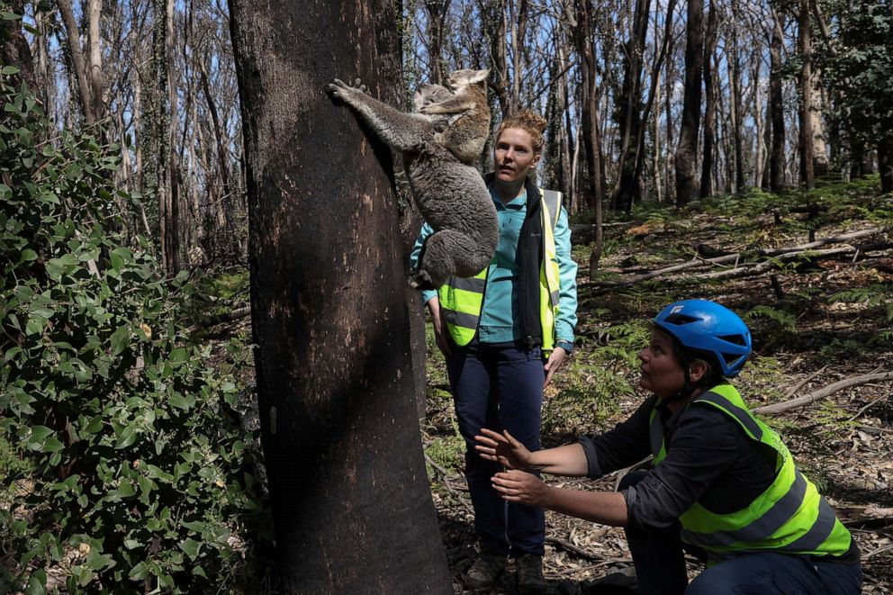 PHOTO: Research scientist Dr. Victoria Inman and Dr. Kellie Leigh release a koala named Pele and her joey back into the wild in Jenolan, Australia, Sept. 15, 2020.