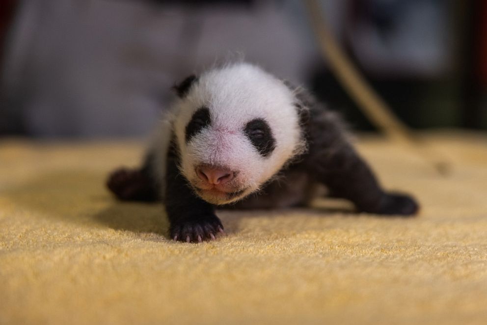 PHOTO: From nose to tail tip, the 5-week-old giant panda cub Xiao Qi Ji measured 13.9 inches (its tail accounted for two of those inches), Sept. 25, 2020, at the National Zoo in Washington, D.C.