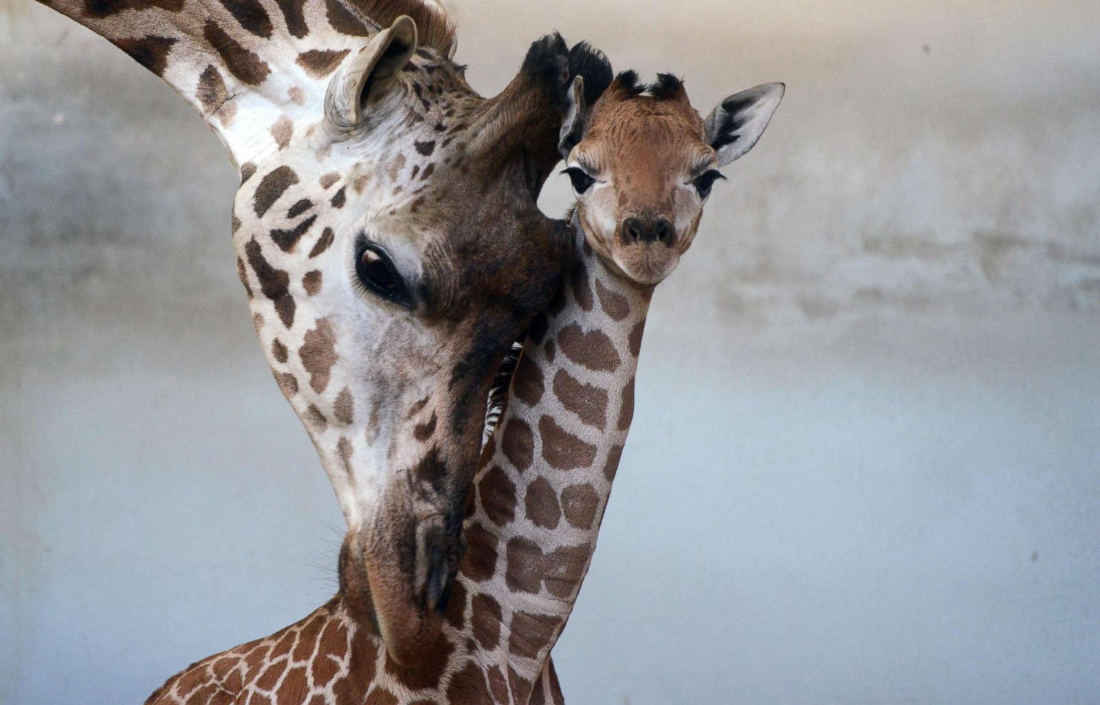 Baby giraffe snuggles with her mom