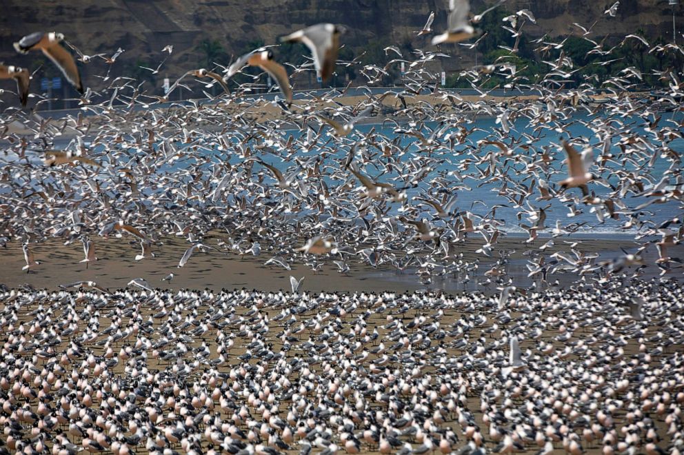 PHOTO: Thousands of birds flock to Agua Dulce beach now largely absent of beachgoers in Lima, Peru, March 24, 2020. 