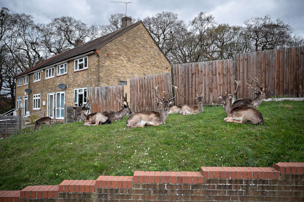 PHOTO: Fallow deer from Dagnam Park rest and graze on the grass outside homes on a housing estate in Harold Hill, near Romford, England, on April 02, 2020. 