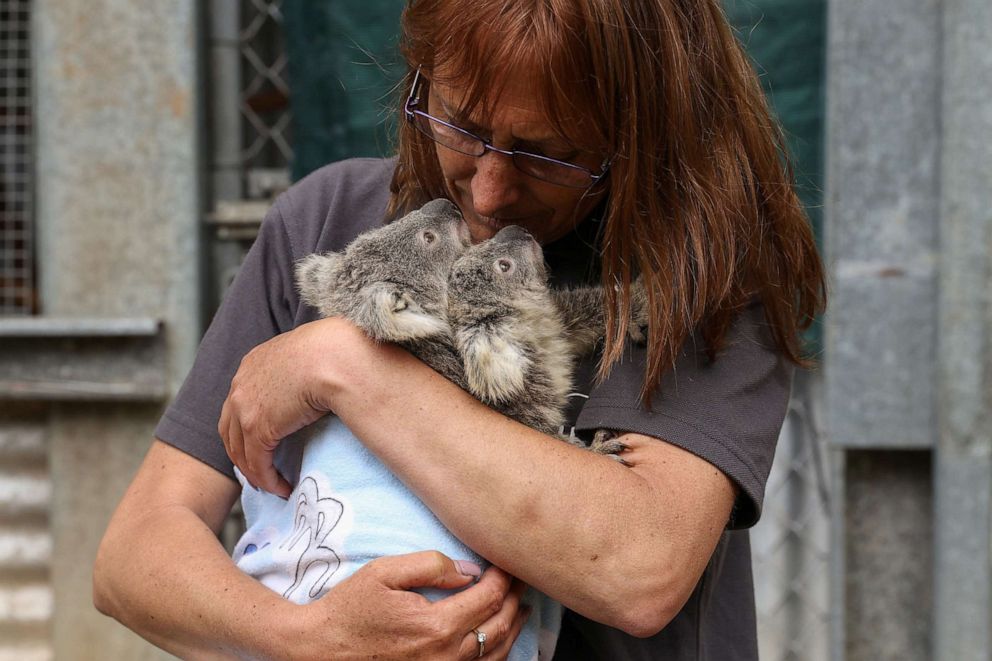 PHOTO: Tracey, who volunteers for the animal rescue agency cares for twin koala joeys at a rehabilitation enclosure next to her home, in Wedderburn, Australia, Sept. 11, 2020.