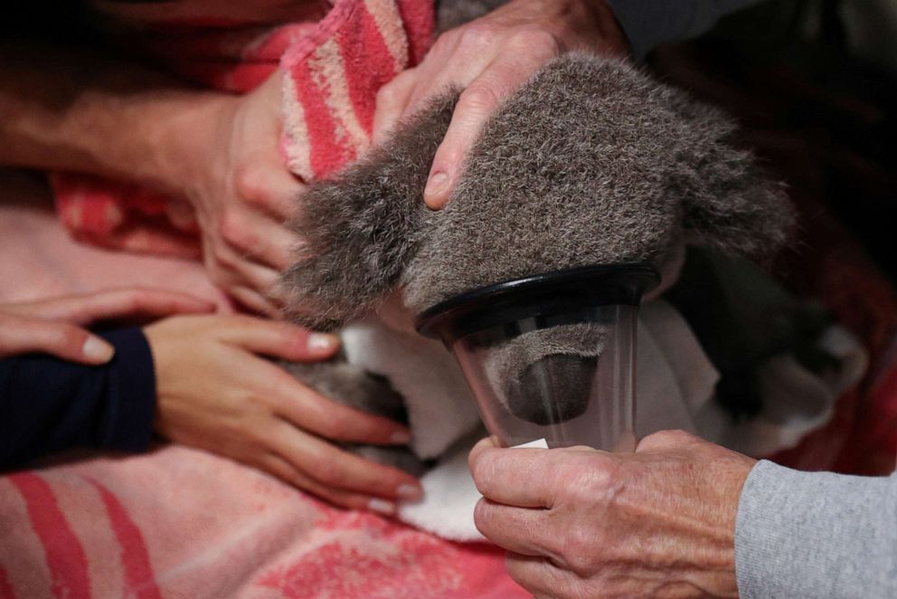 PHOTO: A rescued koala named Ruben, is put under anesthesia while being treated for cataracts at Eye Clinic For Animals, while being rehabilitated before a planned release back into his natural habitat, in Sydney, July 28, 2020.