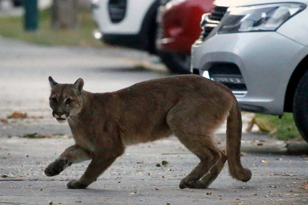 PHOTO: An approximately one-year-old puma roams the streets of Santiago, Chile, on March 24, 2020, which came down from the nearby mountains in search of food as fewer people are on the streets due to the coronavirus (COVID-19) pandemic.