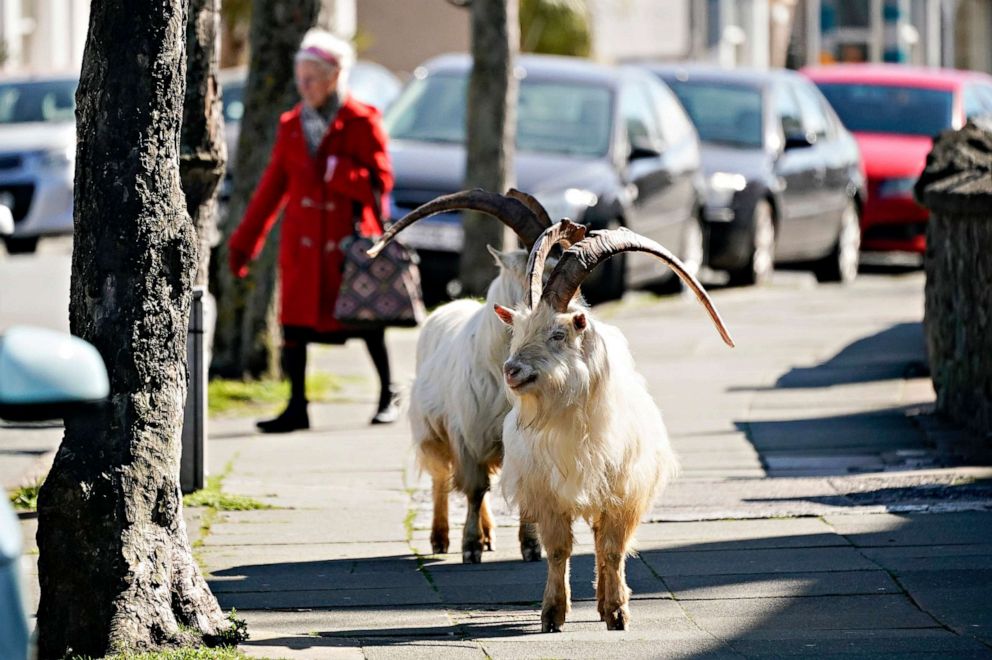 PHOTO:Mountain goats roam the streets of LLandudno, on March 31, 2020, in Llandudno, Wales.