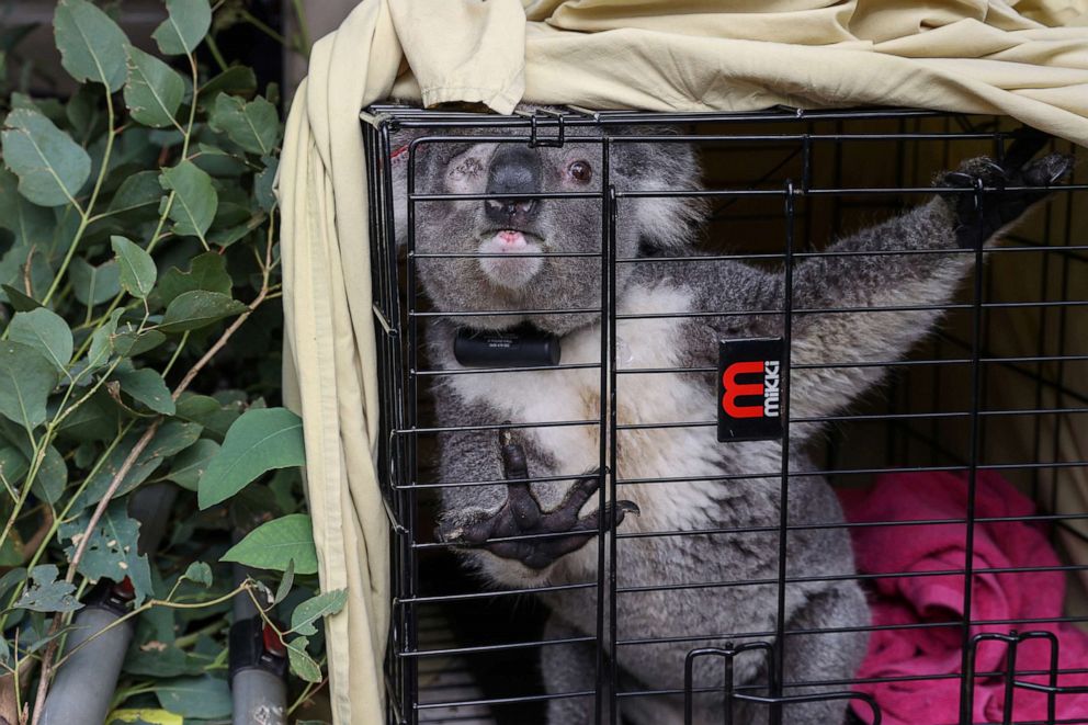 PHOTO: A koala is transported to the area from which he was rescued, in preparation for being released back into his natural habitat, following medical treatment for chlamydia, where he had to have one of his eyes removed, in Sydney, July 25, 2020.